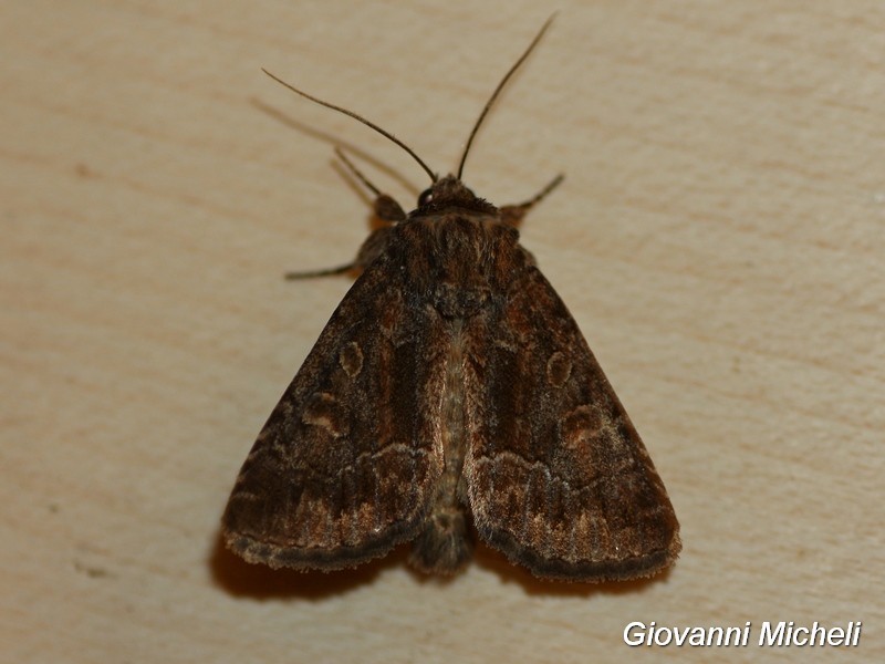 Falena 2 da determinare - Thalpophila matura, Noctuidae